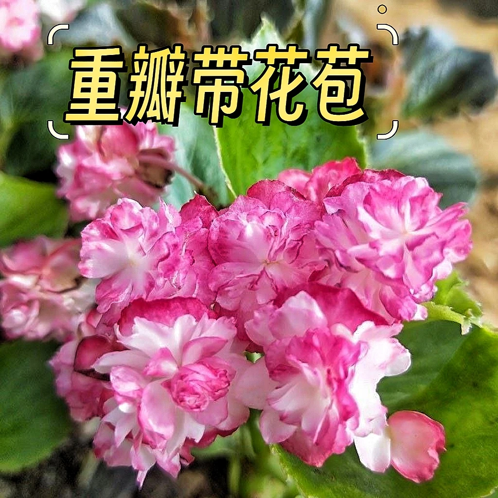 重瓣玻璃海棠大颗下单备注颜色