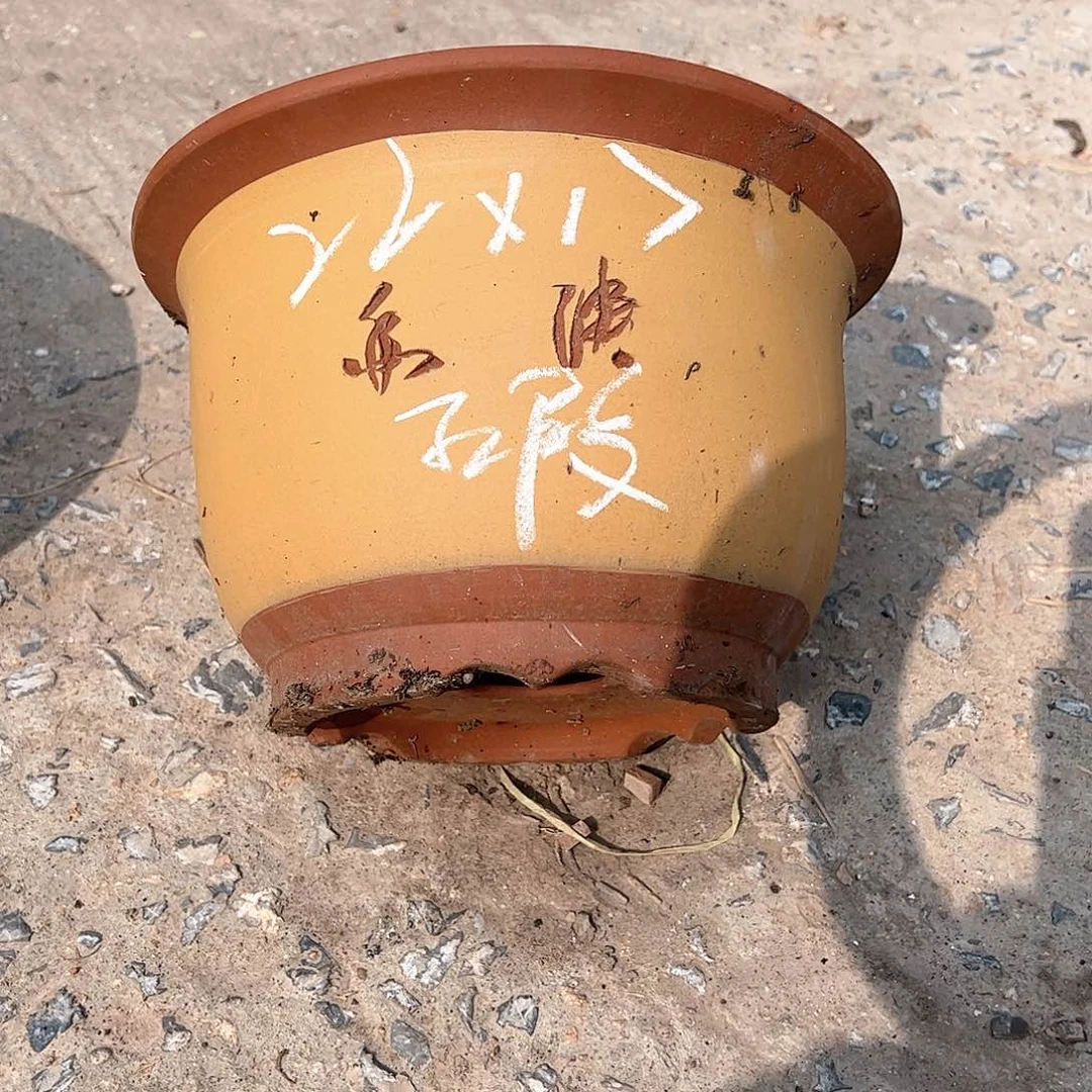 红陶20CM（含）-50CM（不含）