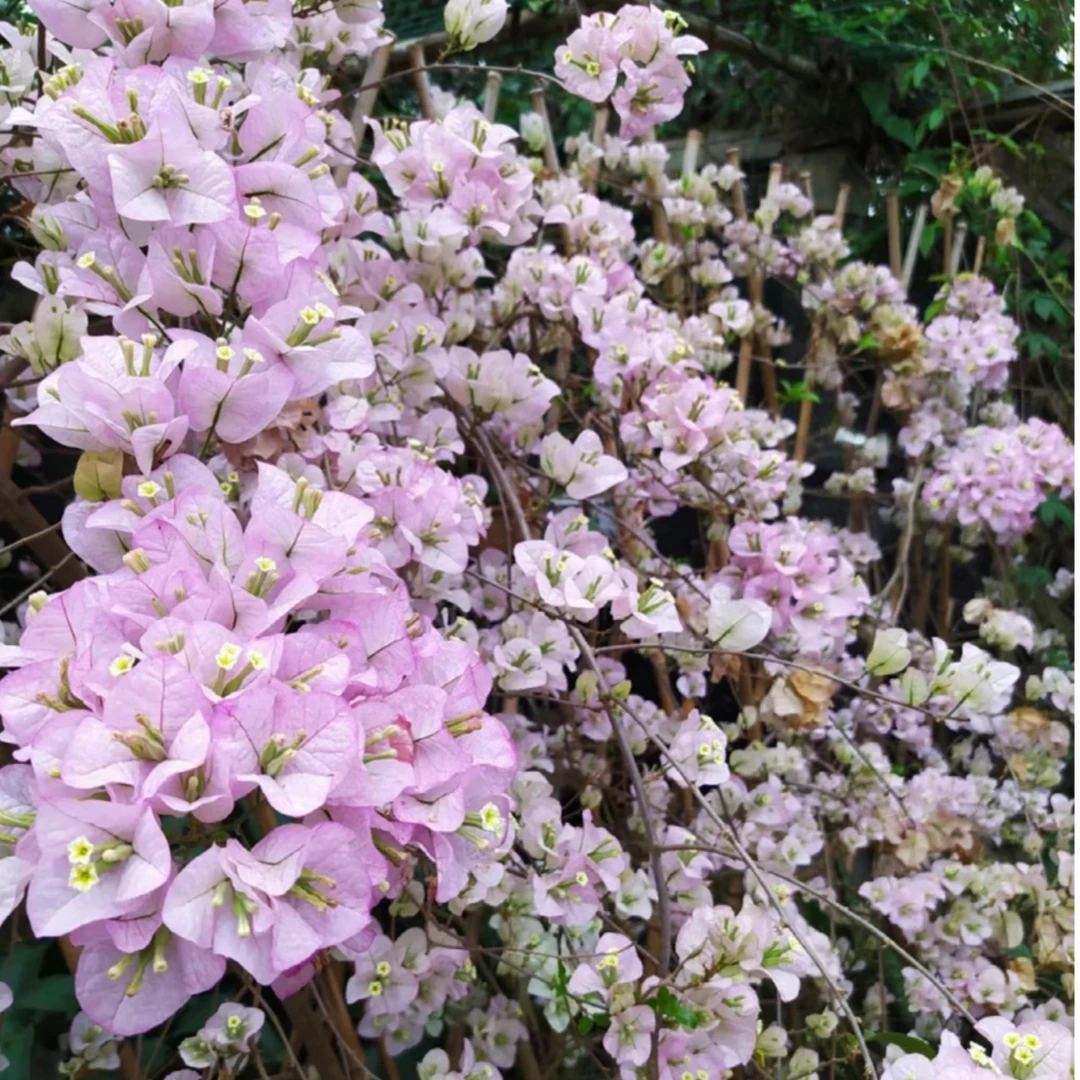 ⑤号.42.8通用链接【一物一拍】三角梅爬藤室外阳台植物好养勤花