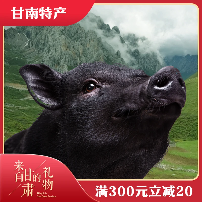甘肃厥麻猪 山野放养