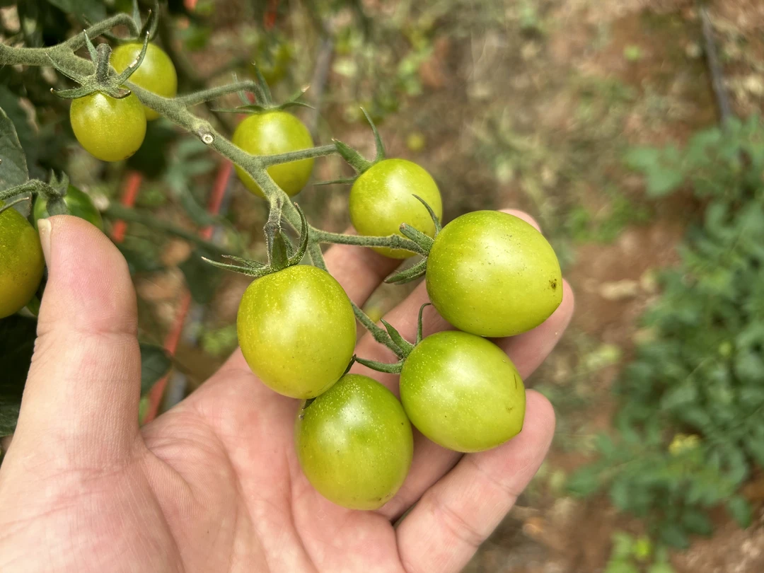 喜蔬喜蔬生鲜【青口蜜番茄】云南种植绿色蔬菜新鲜食用口感发货