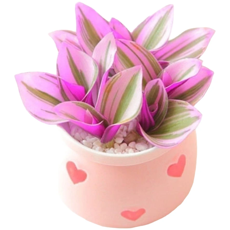 高端荷兰进口婚礼油画吊兰多肉