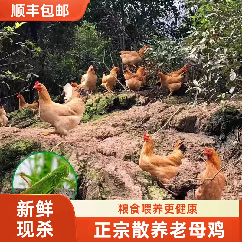 【老母鸡+仔公鸡组合】五岭农场农家散养走地鸡月子鸡 包冰率不含冰