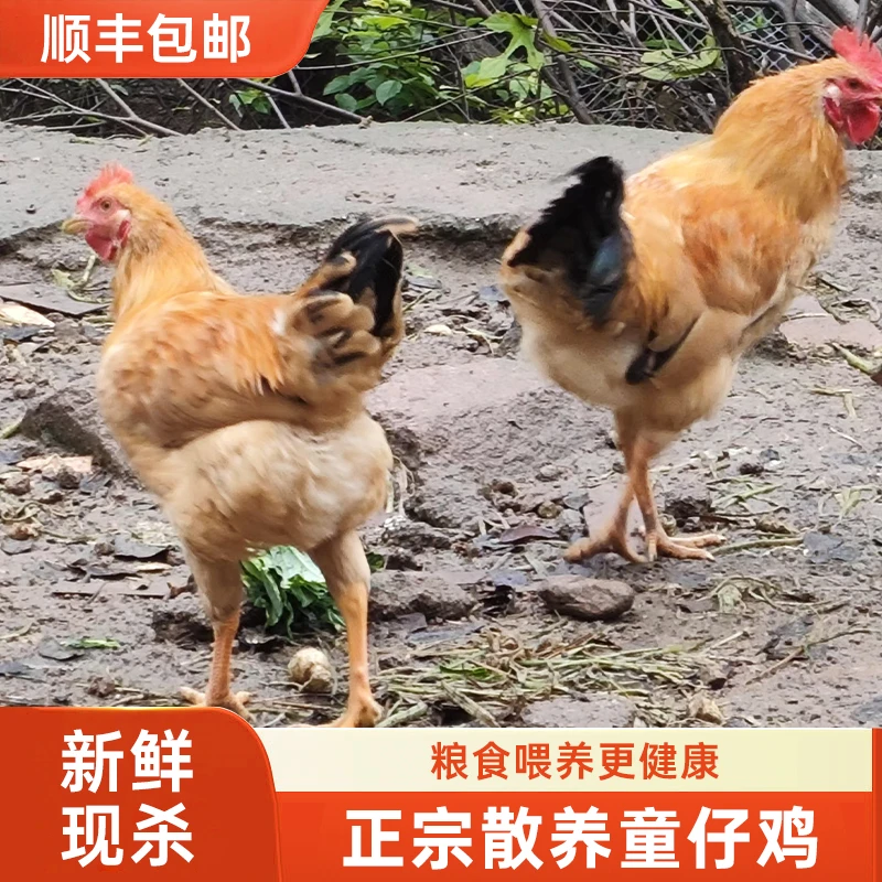 【童仔鸡】皖南九华山五岭农场散养走地鸡3个月小公鸡 包冰率不含冰