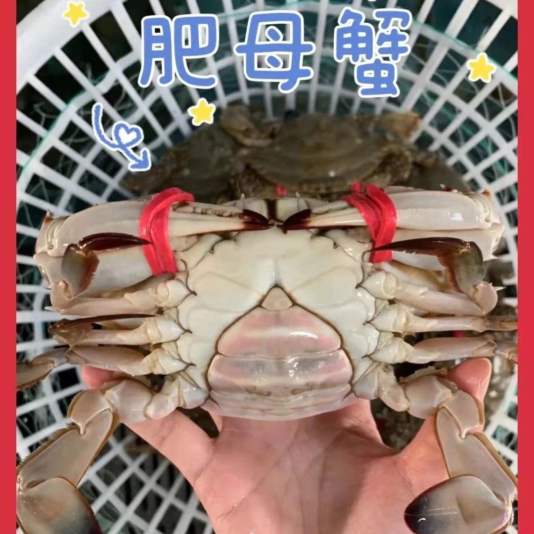 鲜活满黄红膏梭子蟹4-5两/只北京同城活蟹装箱清蒸满黄海捕海蟹