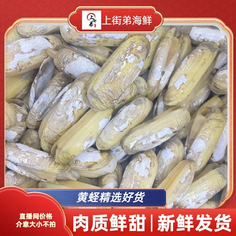 【黄蛏】 上街弟推荐  新鲜肉质肥美 福州发货会破壳介意不拍