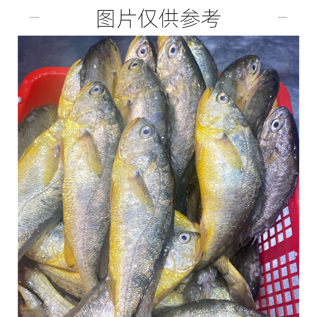 【纯天然黄瓜鱼】上街弟推荐 野生黄瓜鱼/肉质鲜甜/小黄瓜