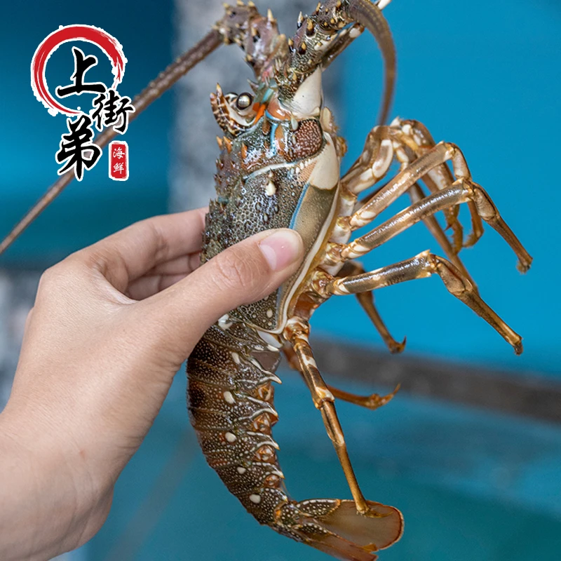 【小青龙】上街弟推荐新鲜波纹龙虾肉质鲜甜可刺身级别【保鲜不保活】