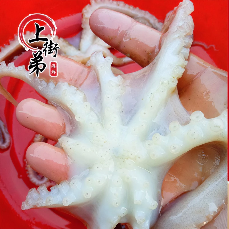 【章鱼】上街弟推荐 天然新鲜到货 肉质紧实Q 弹（包鲜不包活）章鱼
