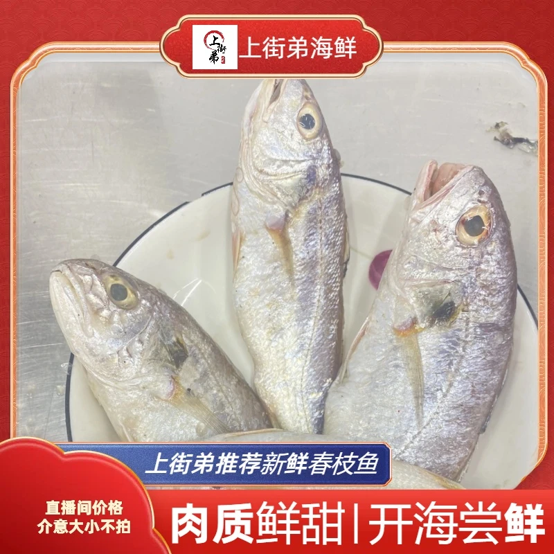 【春枝鱼】上街弟推荐/新鲜/海捕鱼/肉质鲜嫩/蒜瓣肉/福州发货