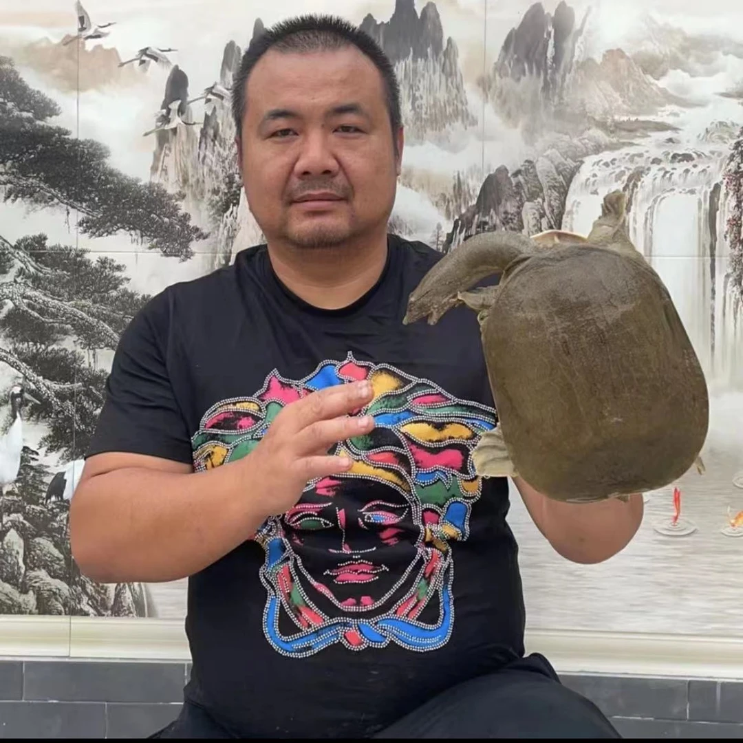 （一只）武汉鳝哥推荐土甲鱼