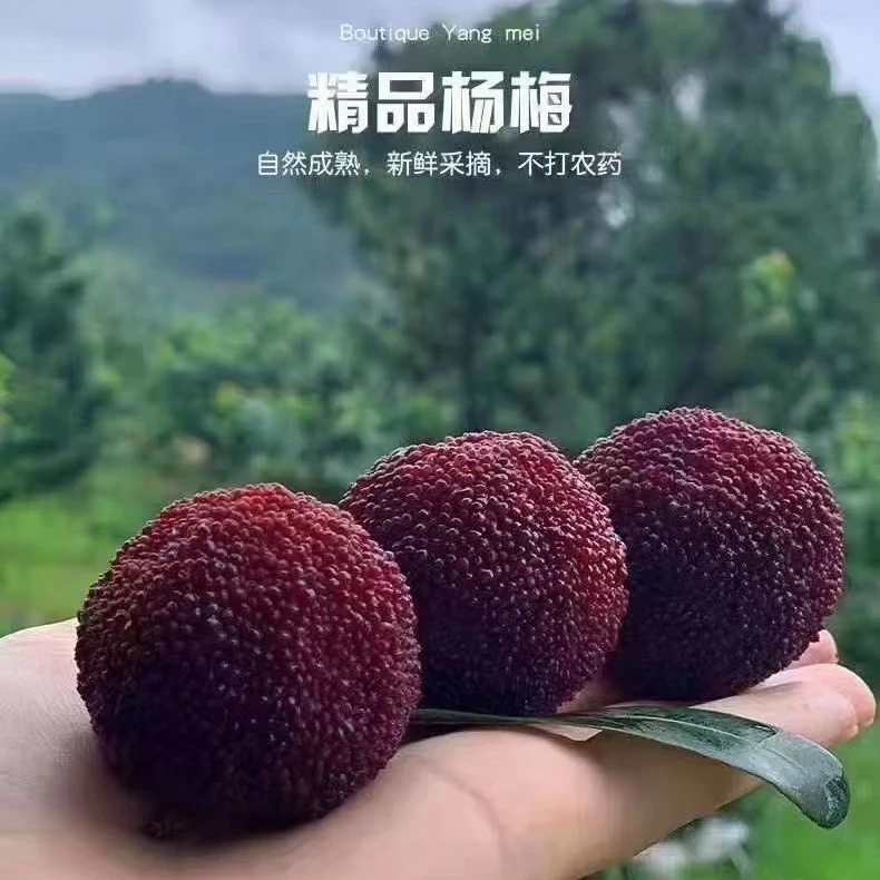 仙居东魁杨梅现摘现发当季水果饱满多汁酸甜爽口高端轻奢礼盒装