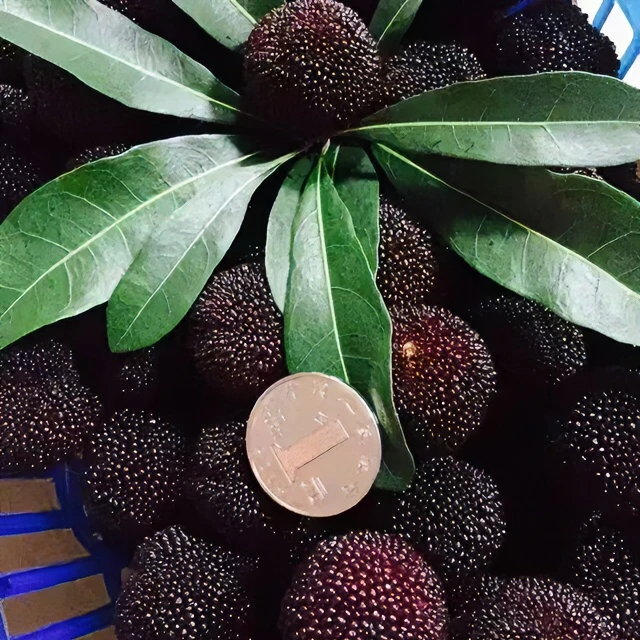 仙居杨梅新鲜荸荠孕妇儿童现摘现发时令水果