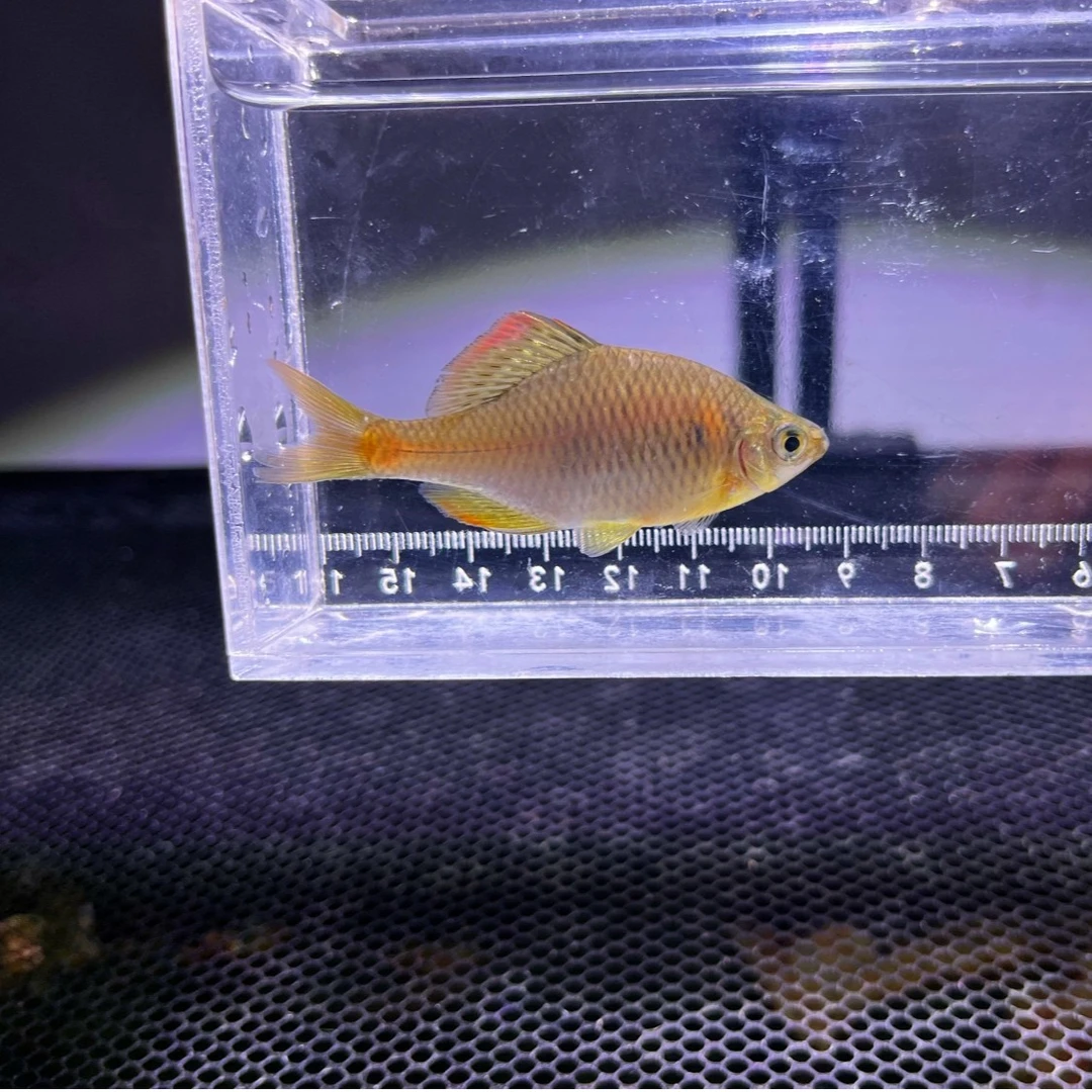 原生鱼 鳑鲏鱼 黄石台鳑鲏 黄腹鳑鲏 冷水鱼