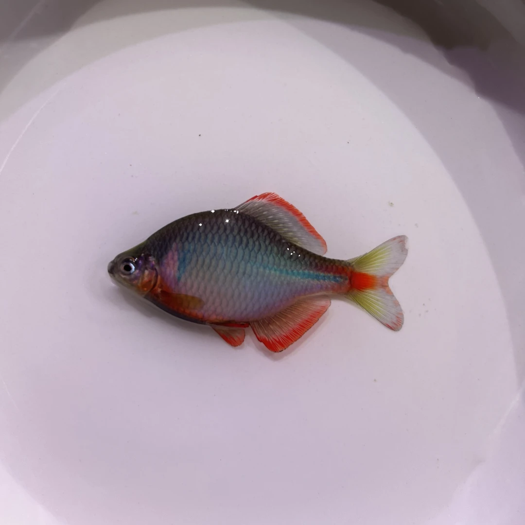 红边鳑鮍 淡水冷水观赏鱼好养耐活不加温鳑鲏鱼原生鱼
