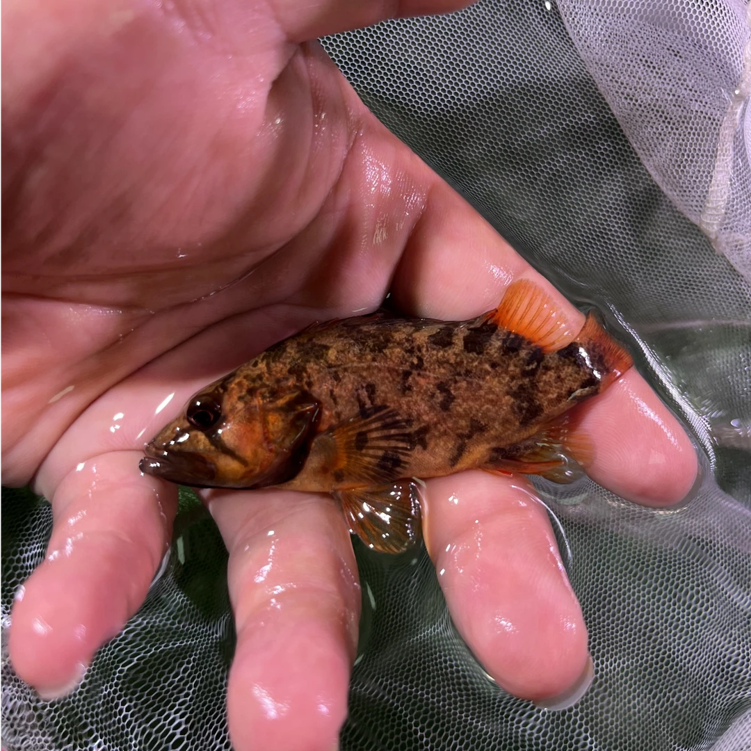 暗鳜波纹鳜溪流原生观赏凶猛鱼原生鱼
