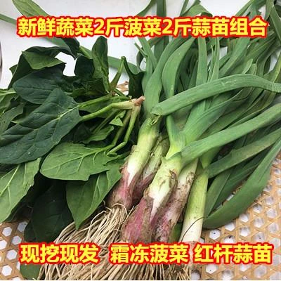 新鲜蔬菜2斤菠菜2斤蒜苗霜冻菠菜红根蒜苗农家现挖4斤装