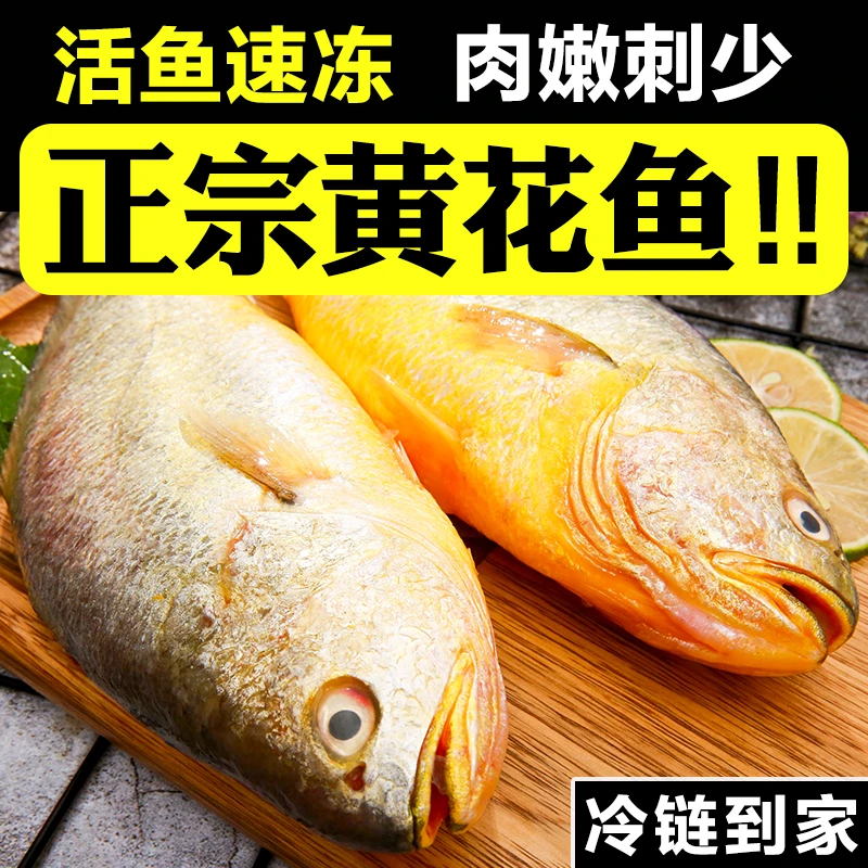 特大号1.5-1.3斤左右每条青岛本地半生鲜野生黄花鱼