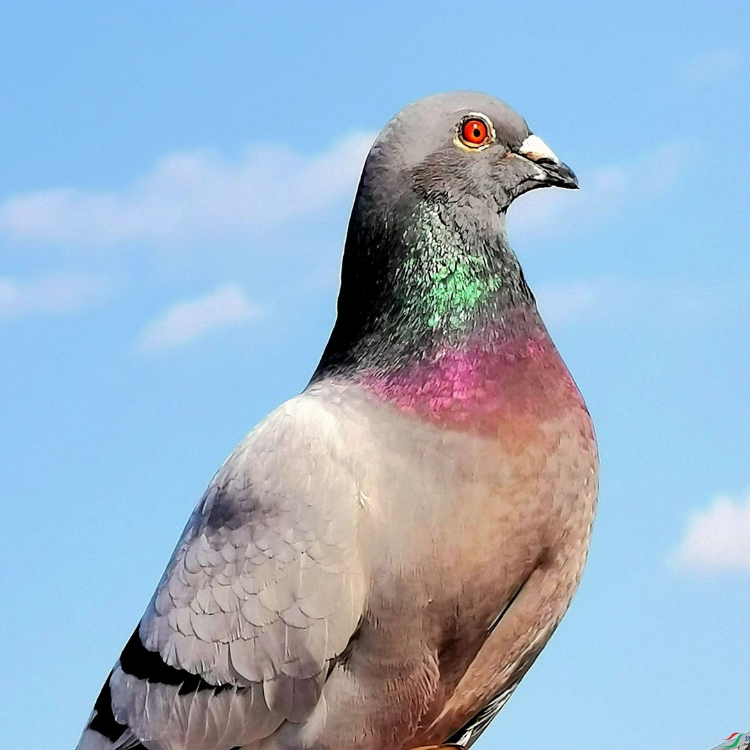 信鸽种鸽信鸽专用