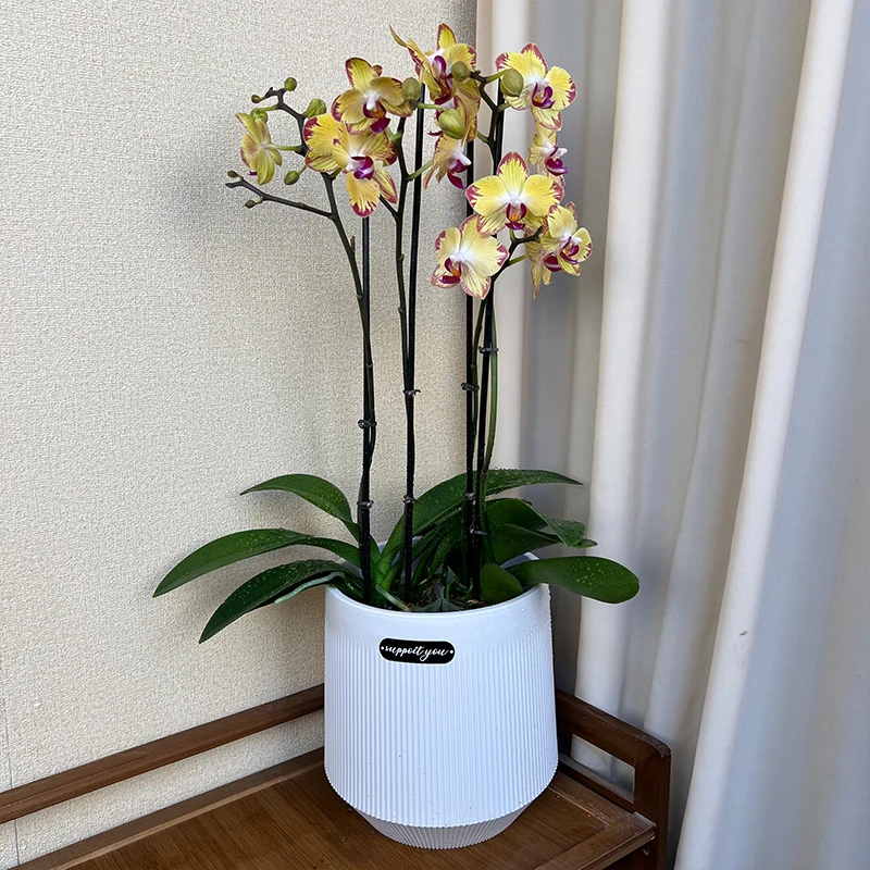 蝴蝶兰【爸爸加油】精选原杯苗花苞云南基地直发花卉