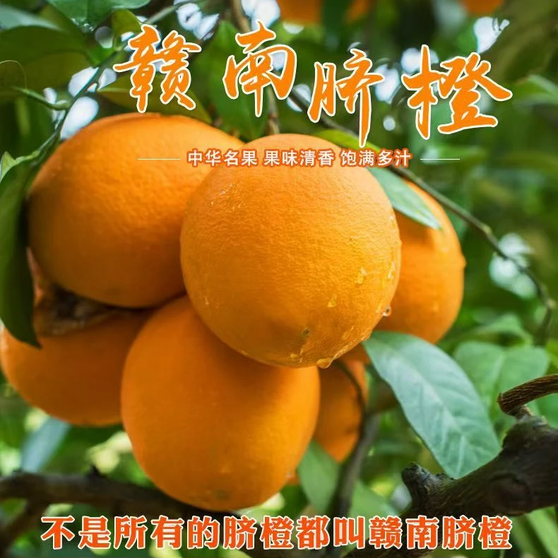 【阿秀专属】正宗赣南脐橙孕妇新鲜橙子江西赣州果冻橙手剥冰糖甜橙