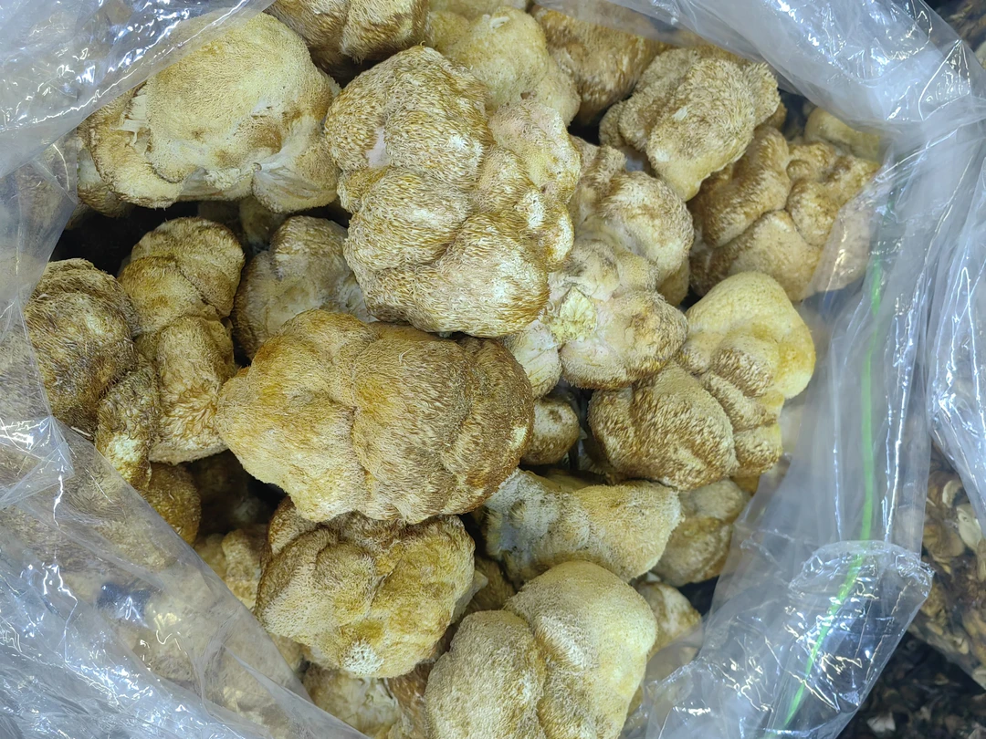 东北的特产猴头菇，………………………