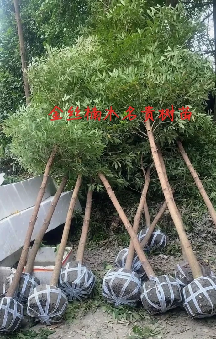 金丝楠木直播间福利（改价补差专用）