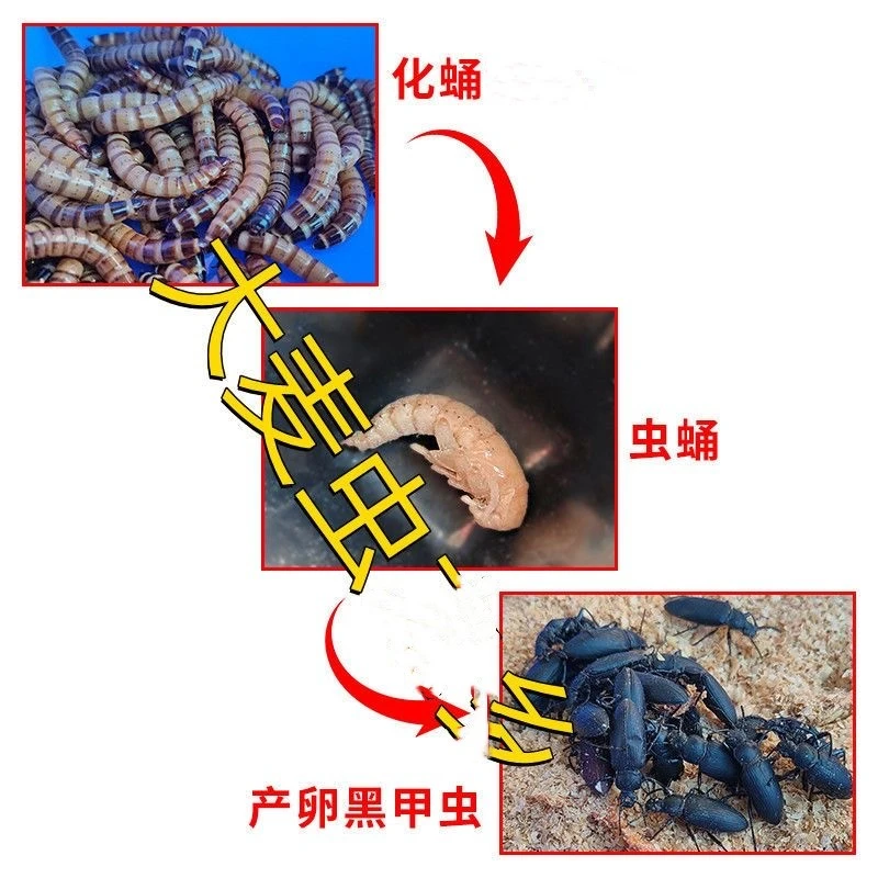 大麦虫化蛹足日老虫种养繁殖可变黑甲虫