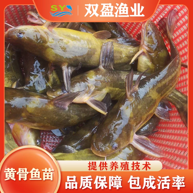 黄骨鱼苗黄辣丁黄丫叫黄颡鱼淡水养殖观赏活体池塘养殖好养易活