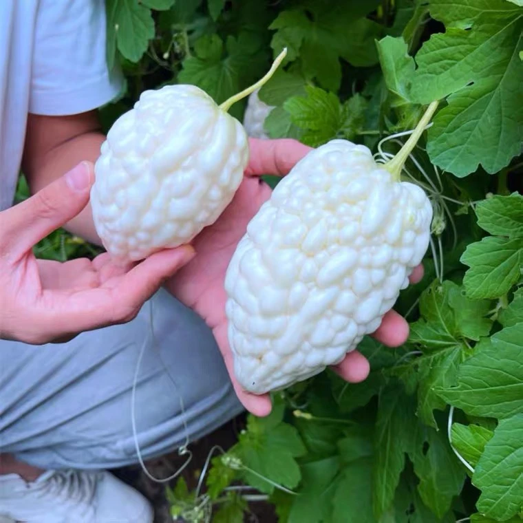 【疆藏包邮】苹果苦瓜种子蔬果生吃不苦甘甜水果播台湾白苦瓜种籽