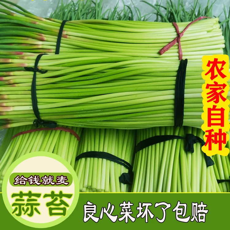 蒜苔小红帽青菜新鲜蒜苗蒜苔辣味十足农家自种3斤5斤