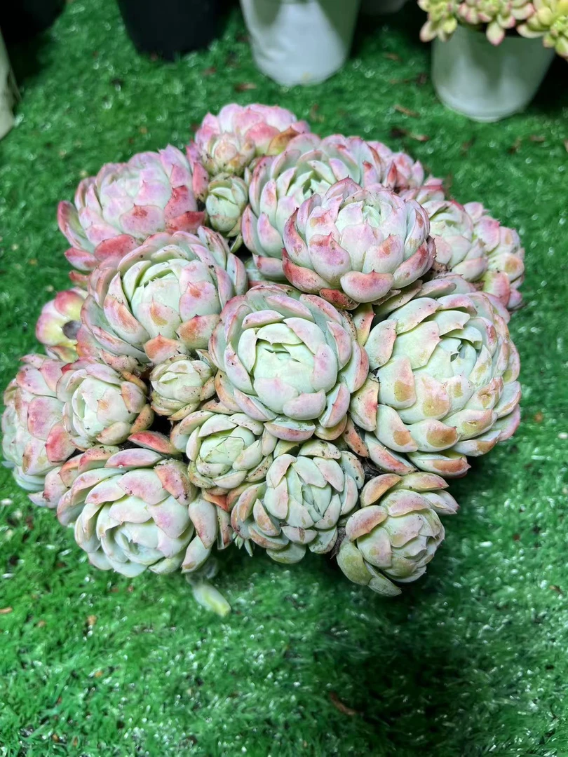 雯雅家 贝瑞大群 多肉植物
