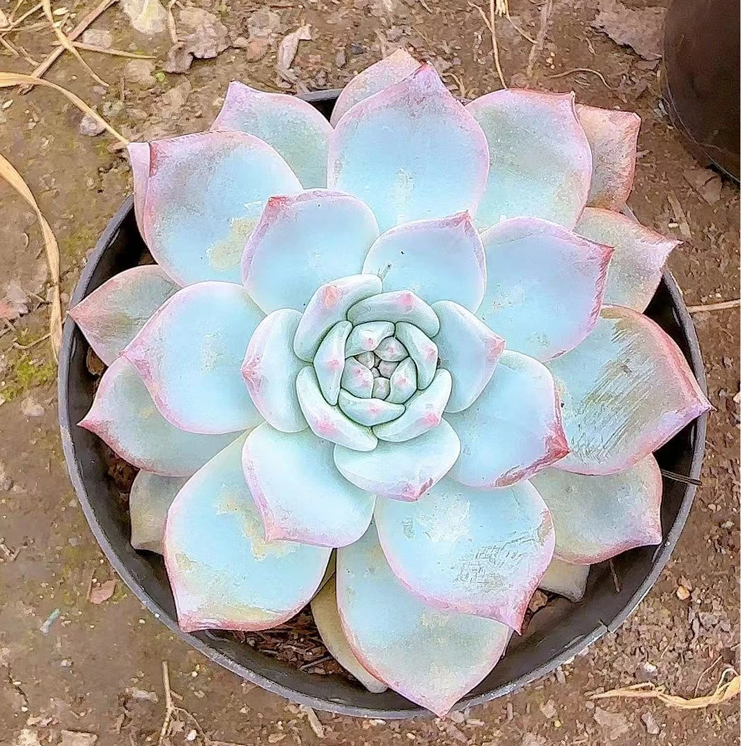 雯雅家  粉蓝鸟 多肉植物 简单好养