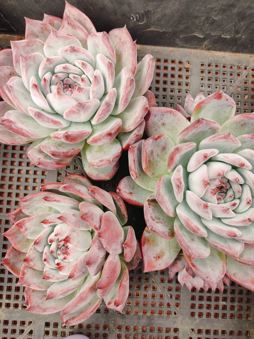 基地直销，福利东云多肉，筐拍