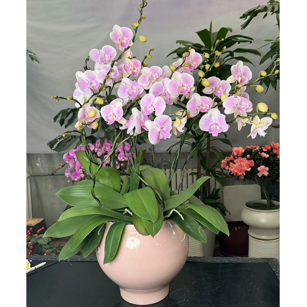 西安花店蝴蝶兰带盆带花剑客厅乔迁送礼物开花植物年宵花同城配送