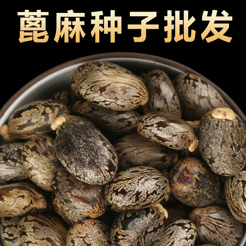 新货蓖麻子蓖麻籽500克包邮红大麻子中药材蓖麻仁蓖麻种子