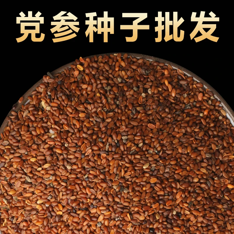 党参种子新鲜党参种籽岷县中药材当参党归黄芪苗种孑种植