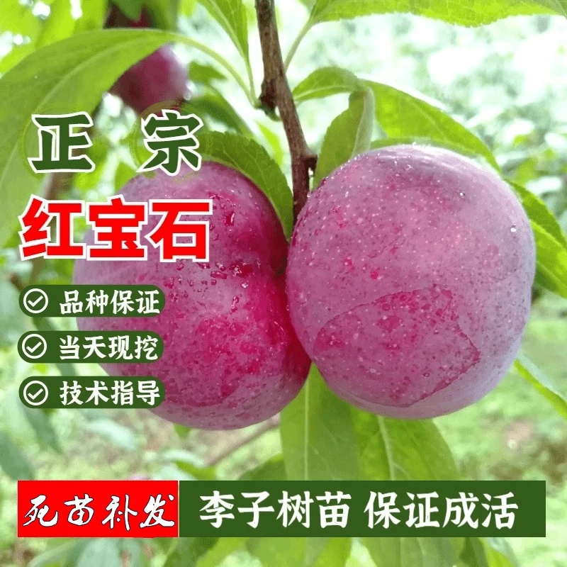 红宝石李子树苗嫁接南北方地栽特大脆甜脱骨李子苗新品种当年结果