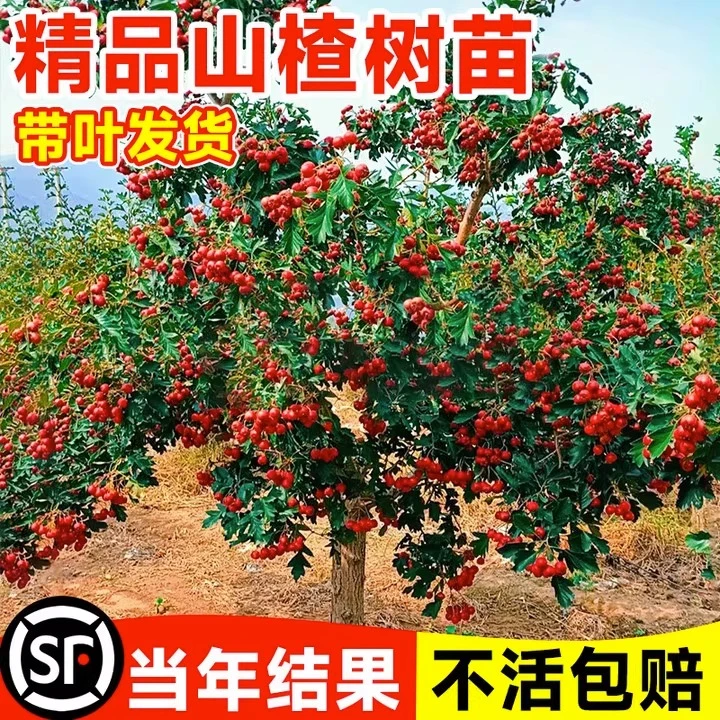 山楂苗嫁接苗大五棱山楂树苗南方北方种植庭院盆栽地栽果树苗金星