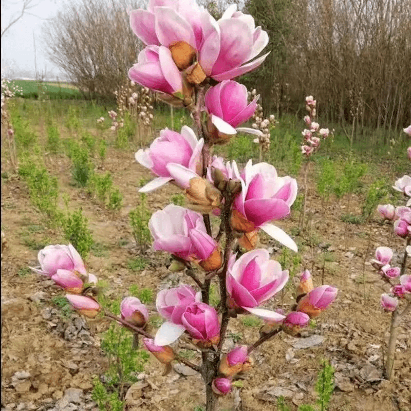 【如意玉兰带花苞】四季矮化红玉兰花盆栽紫玉兰花树矮种超级耐寒