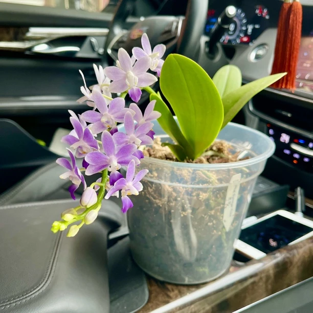 【蓝星 单花剑】5.5寸蝴蝶兰苗（发京东）