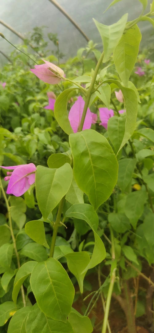 巴西紫三角梅， 运输中落花落叶属正常 介意勿拍