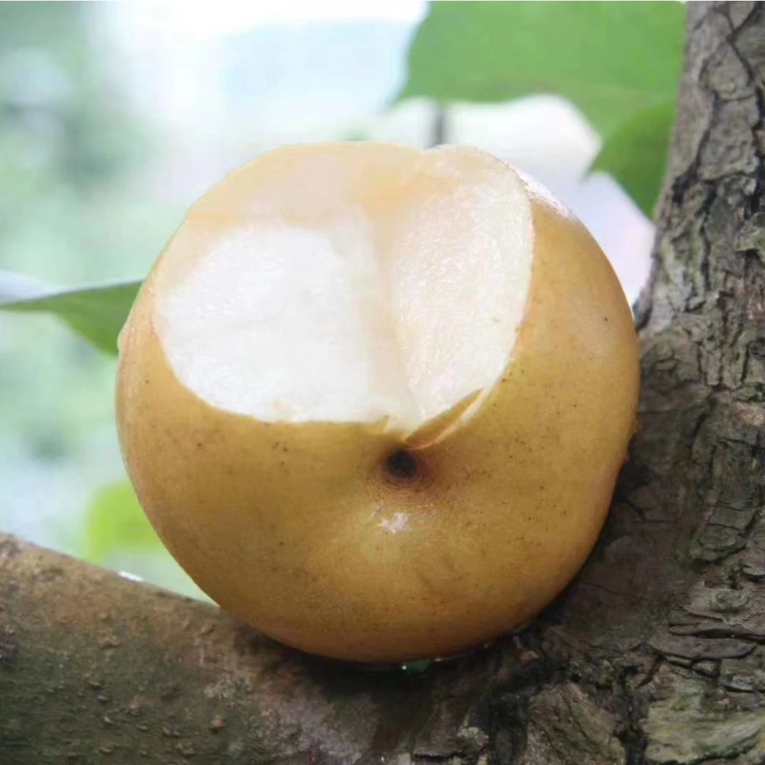 湖南郴州正宗蜂糖梨脆甜孕妇当季水果水晶蜜梨雪梨10斤装整箱