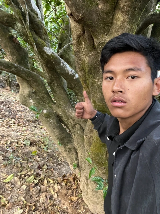 25年大叶种单珠普洱晒青毛茶（刁货）