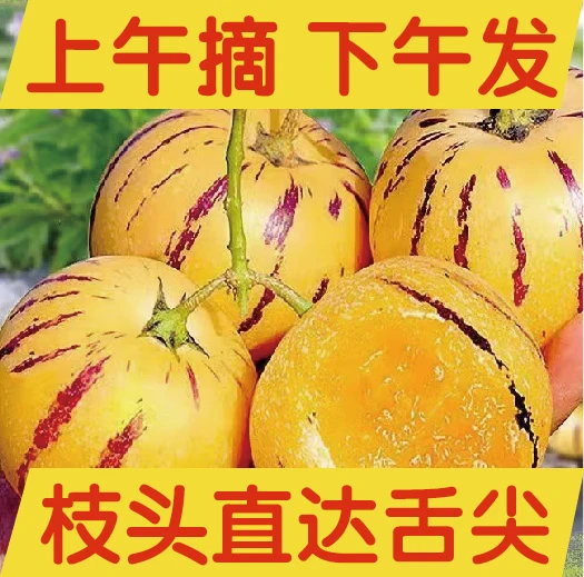 果王特果石林人参果人生果黄果采摘人参果树上自然成熟
