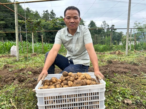 恩施自家种植马尔科土豆