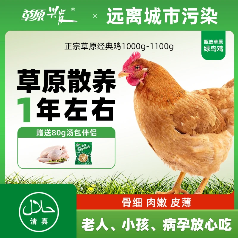 草原兴发草原散养绿鸟鸡正宗土鸡草原走地鸡老母鸡1.6kg