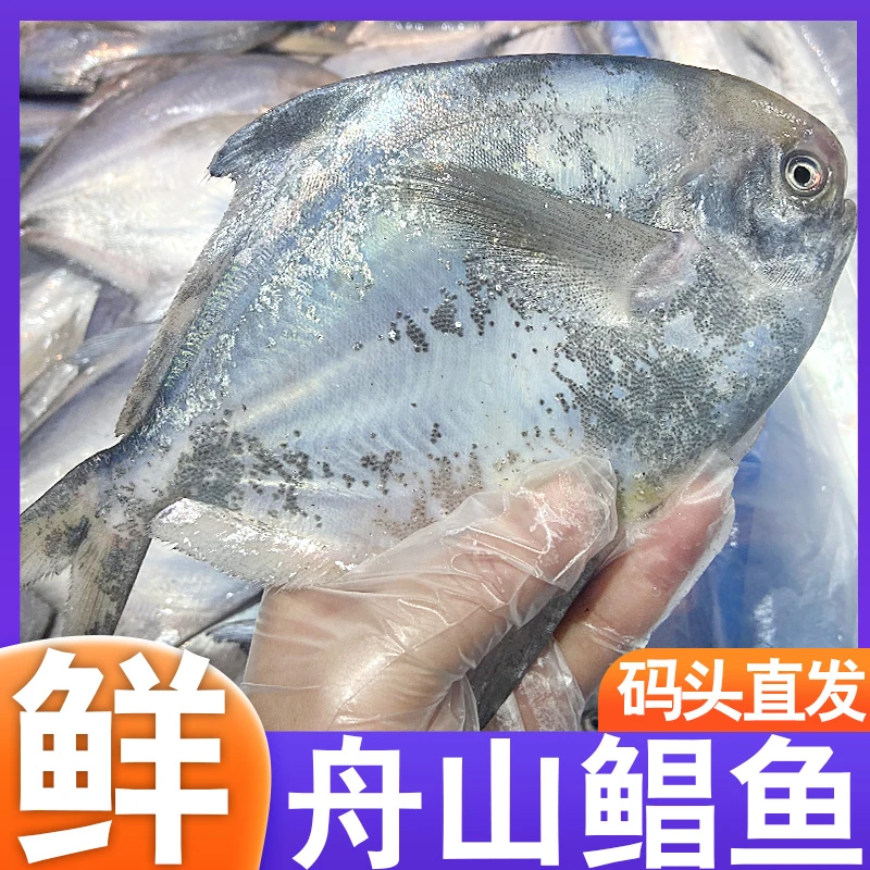 舟山海鲜 东海大白鲳鱼 银鲳 5-6两/条 3斤装 顺丰包邮大鲳鱼产品