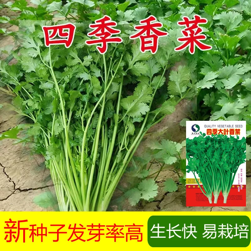大叶香菜种子香菜种籽芫荽种子籽四季播种阳台花园菜地菜种子