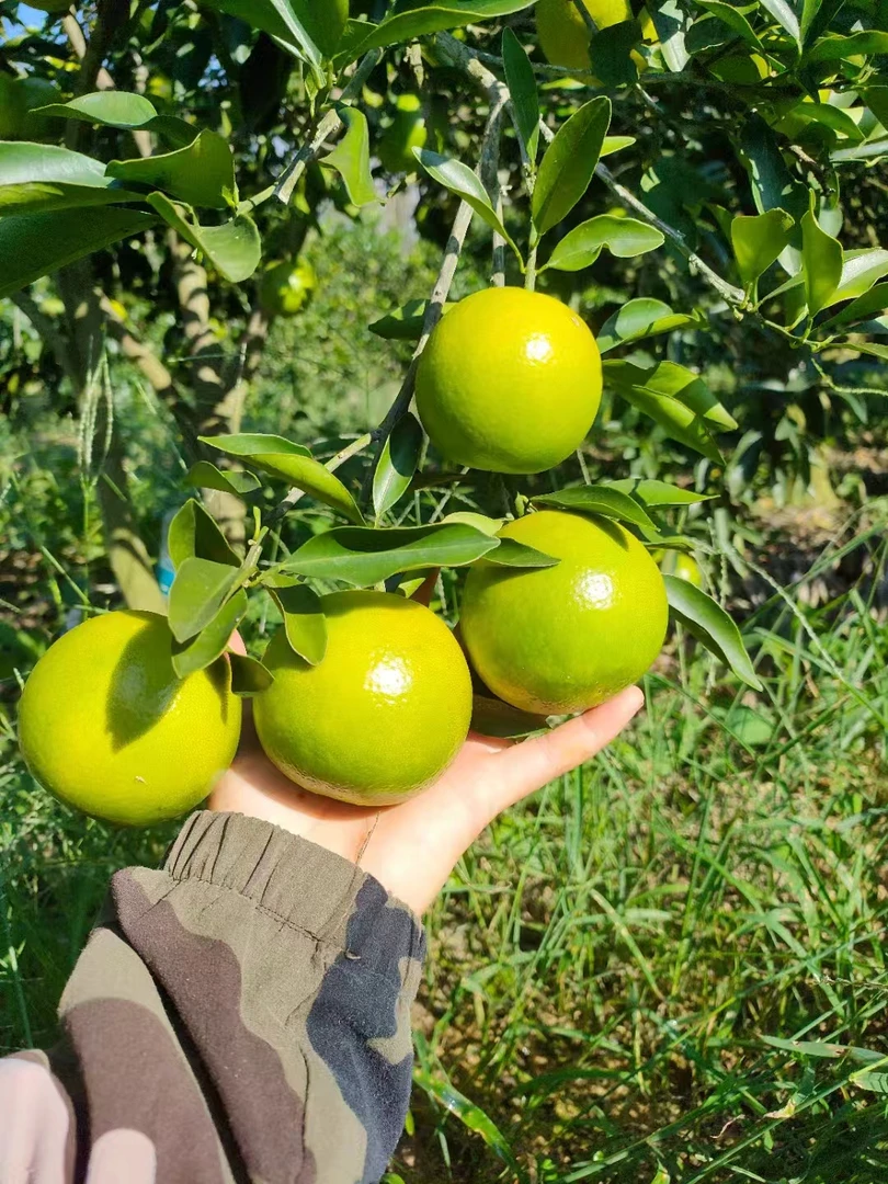 【顺丰包邮】正宗广东廉江红江橙清甜带香精选果子甜酸适中应季水果